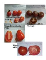 Tomaten Pflanzen, Paprika, Gurke, Kürbis Baden-Württemberg - Ditzingen Vorschau
