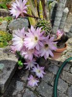 Kakteen große Echinopsis, große rosa-weiße Blüten im Sommer Niedersachsen - Wedemark Vorschau