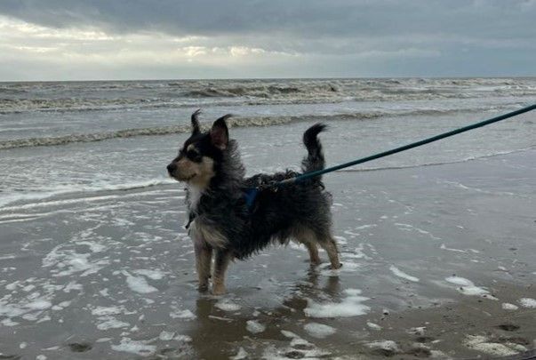 Kleiner Wuschel THEO ❤️ a.d. Tierschutz sucht seine Familie in Hagen