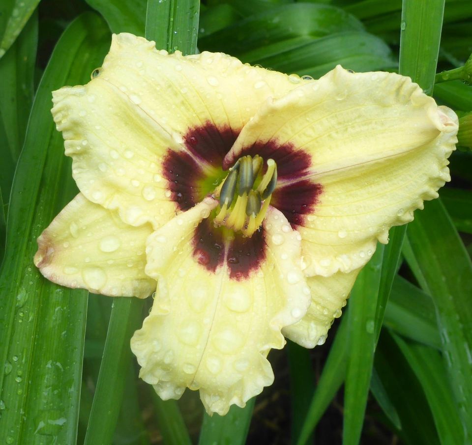 Hemerocallis Taglilie " Siloam Ury Winniford  "  2 F in Köln