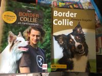 Border Collie  als Familienhund, Premium Ratgeber Mecklenburg-Vorpommern - Ferdinandshof Vorschau