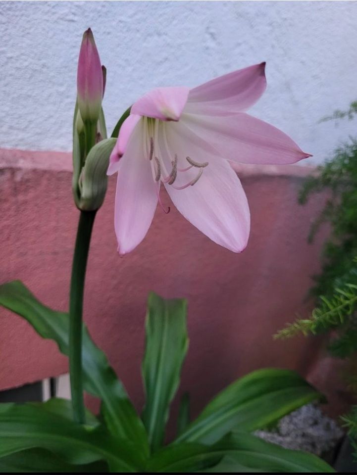 Verkaufe meine schöne Hakenlilien Pflanze in rosa mit Topf in Berlin