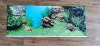 Aquarium Bild fűr die Rűckwand 100cm*40cm Brandenburg - Schorfheide Vorschau