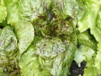 Forellenschluss-Salat - Samen Nordrhein-Westfalen - Burscheid Vorschau