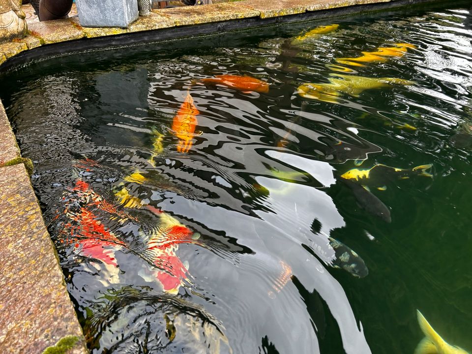 Japan Koi Teichauflösung Teich Fische Besatz in Rheurdt