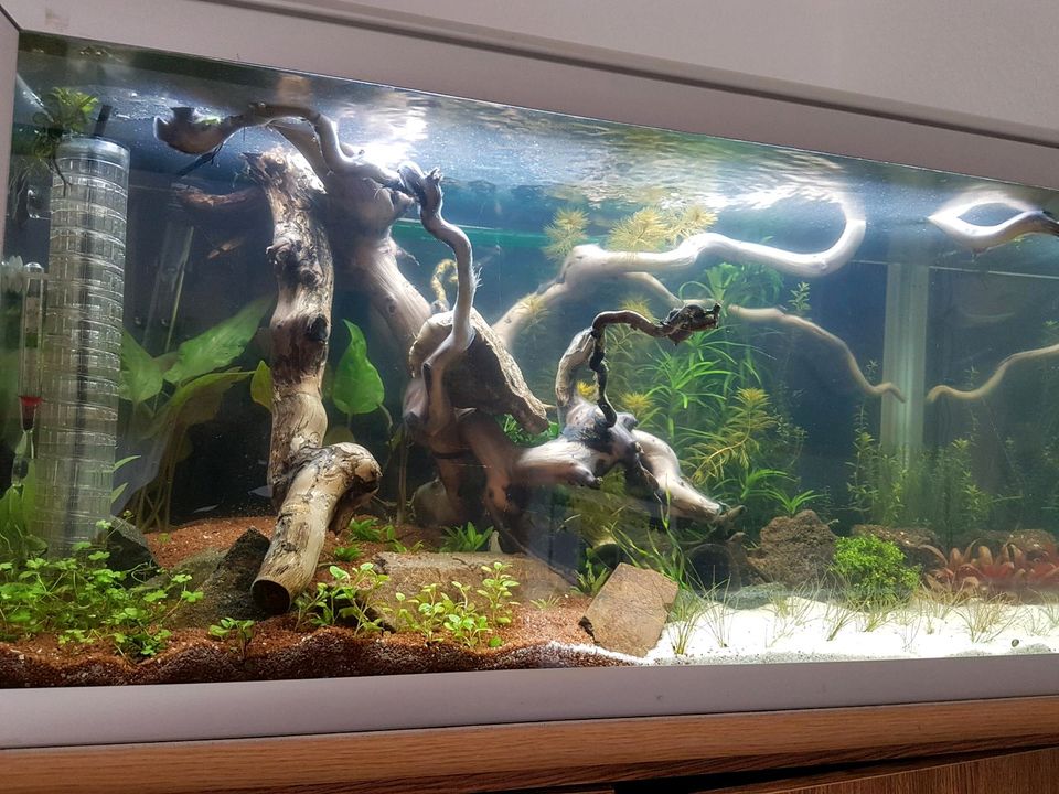 Aquastabil mark 2, 128l Aquarium,  80x40x40cm in Sankelmark