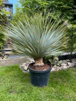 Yucca Rostrata ca. 1,3 m Nordrhein-Westfalen - Königswinter Vorschau