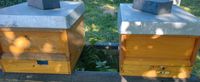 Bienen Ableger - Volk auf Zander - Königin markiert von 2024 Brandenburg - Schulzendorf bei Eichwalde Vorschau