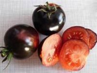 verschiedene Freilandtomaten Tomatenpflanzen z.B. Fleischtomate Dresden - Leubnitz-Neuostra Vorschau