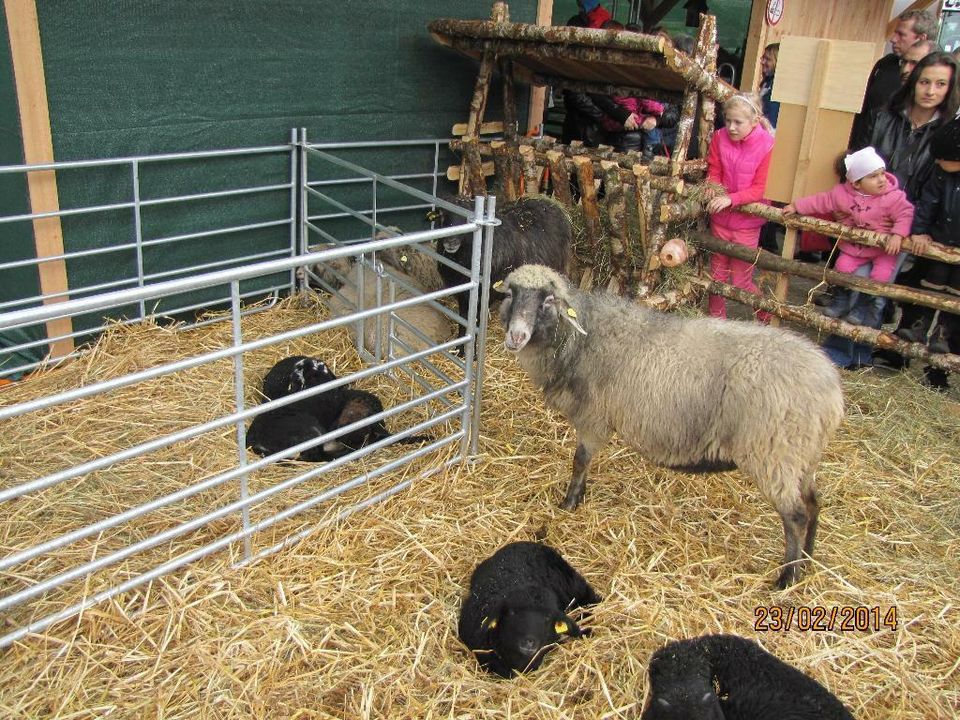 Steckfix-Horden für Schafe, Ziegen, Kälber, Ponys und Esel in Schotten