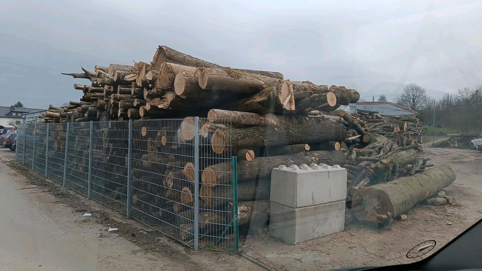 Buche Esche Eiche Stammholz zu verkaufen Brennholz Kaminholz in Nieheim