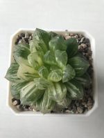 Haworthia Obtusa cv. Marin variegata Jungpflanze Nordrhein-Westfalen - Burscheid Vorschau