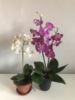 2 unechte Orchideen Berlin - Hellersdorf Vorschau