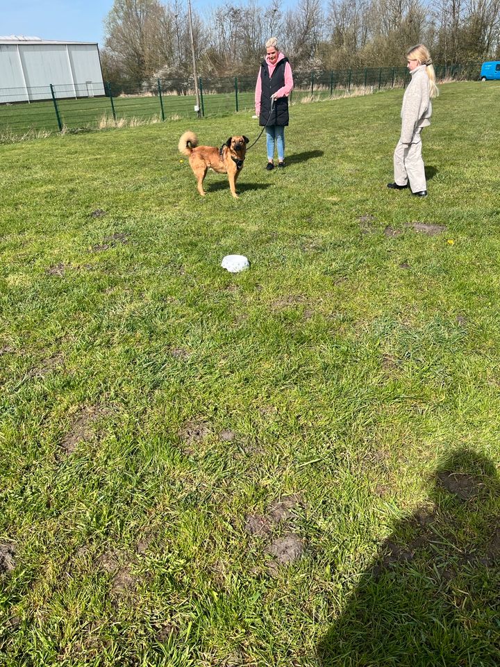 Mache deinen Hund zum Alltagshelden in Schortens