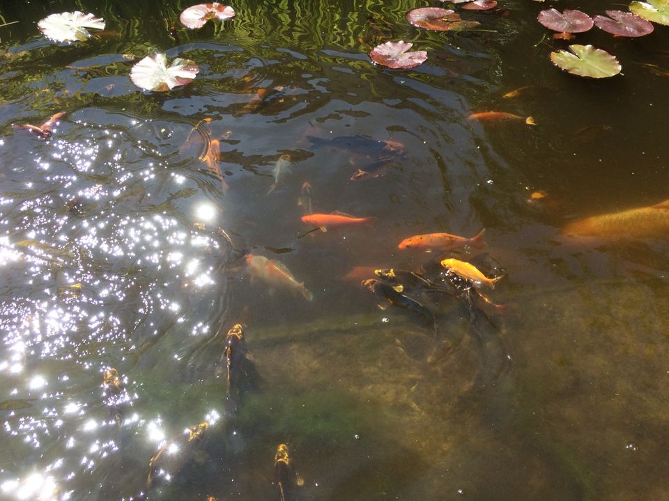 Koi teichfische in Mainz