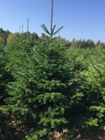 Nordmanntannen Adventskranz Schnittgrün Weihnachtsbäume Bayern - Bamberg Vorschau