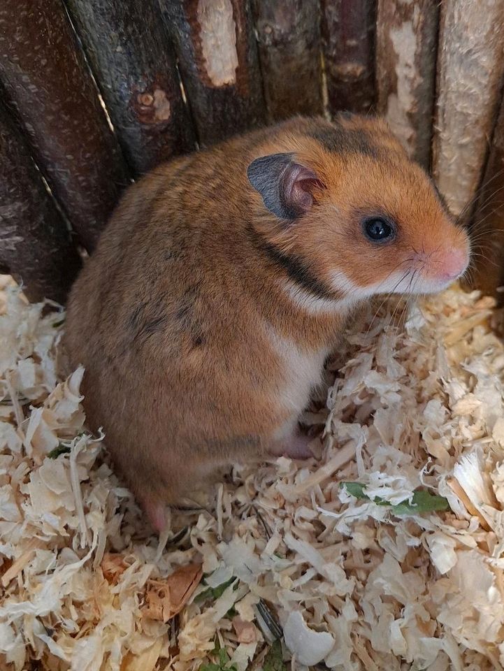 Hamster vom Hamsterladen Steinmann in Plettenberg