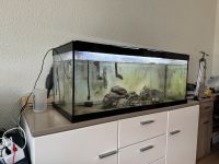 Gebrauchtes Aquarium mit Filter und Zubehör. Köln - Zollstock Vorschau