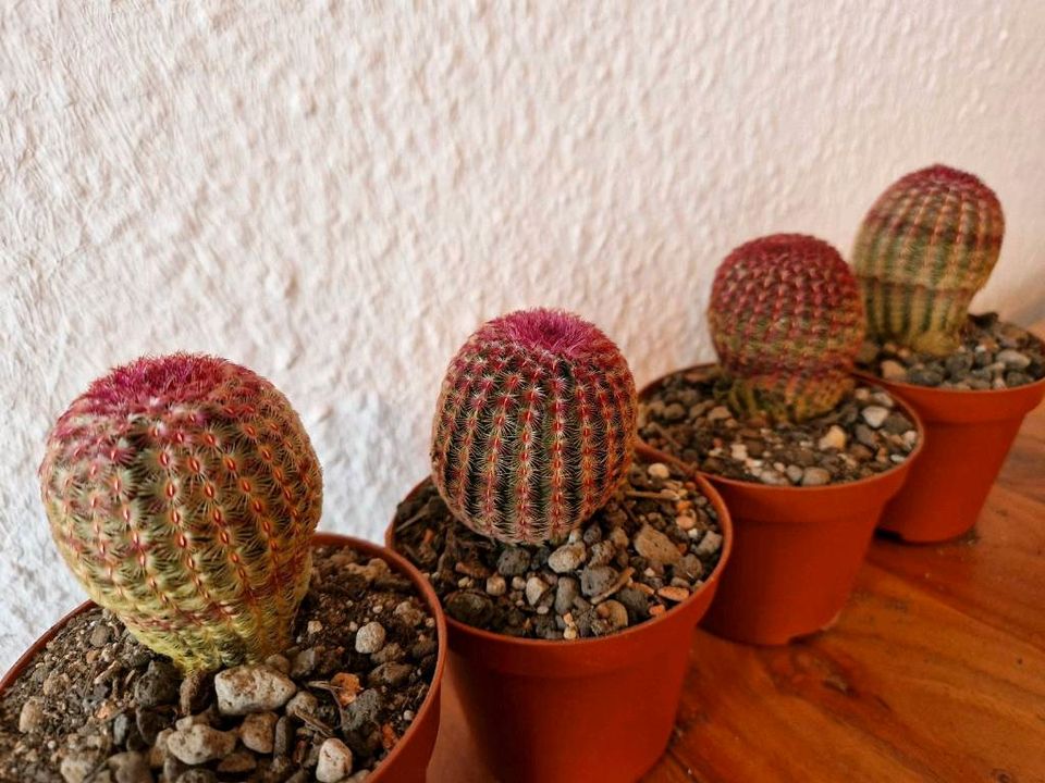 Echinocereus rubispinus L088 in Saarbrücken