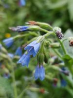 Blauer Beinwell / Symphytum azureum Pflanze Bienenfreundlich Thüringen - Bad Berka Vorschau
