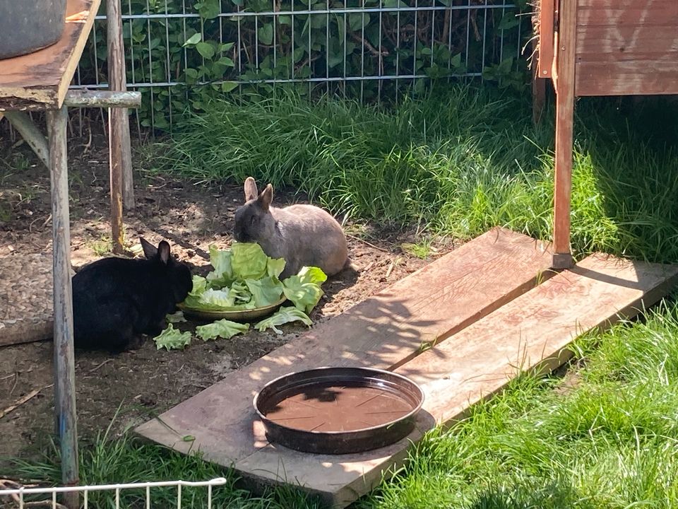 Verkaufe Kaninchen in Vilshofen an der Donau