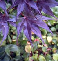 Fächer Ahorn Black Lace 60-80cm - Acer palmatum Niedersachsen - Bad Zwischenahn Vorschau