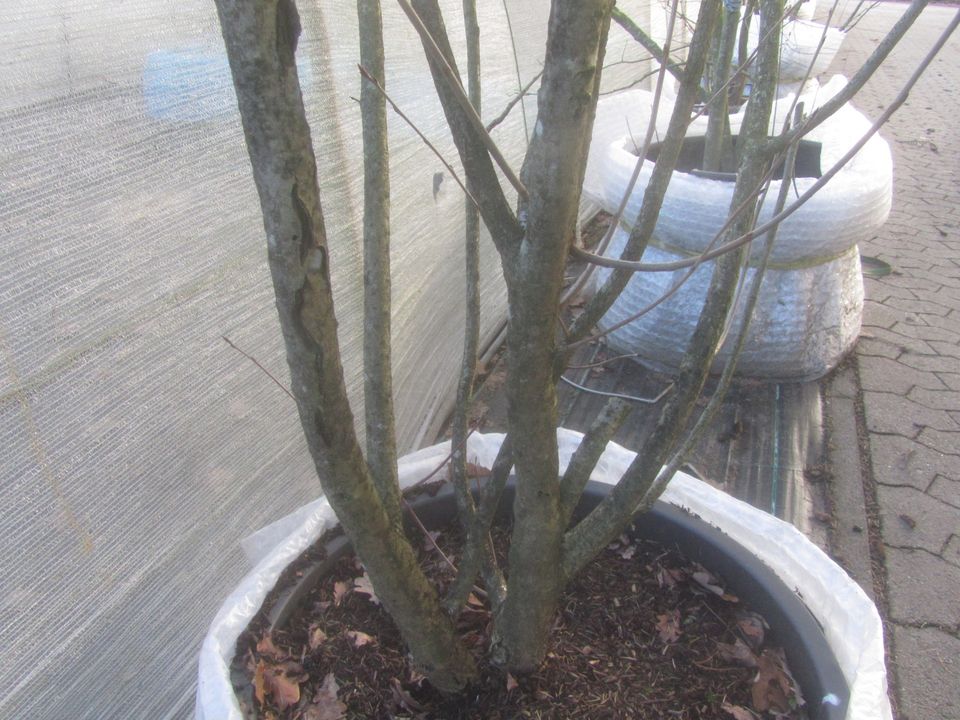 Apfelbeere - Aronia melanocarpa 'Nero' Bonsai Rohware 5-7 cm Ø in Soltau