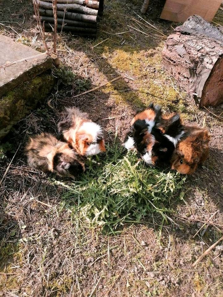 ❤️Pädagogisch begleiteter Umgang mit Tieren ❤️ in Liebenburg