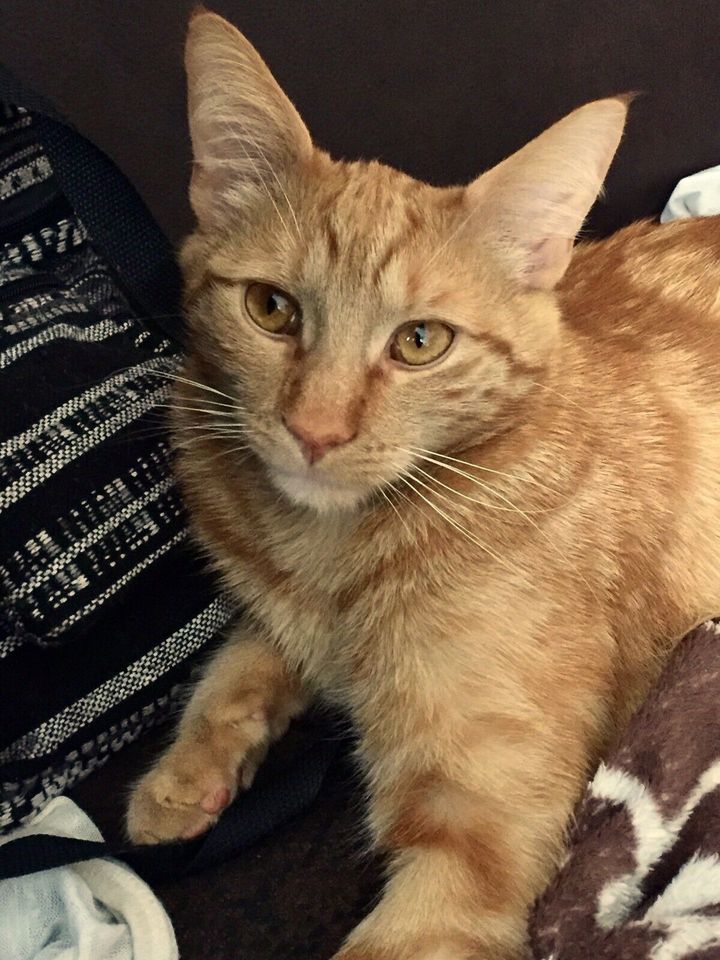 TIGA Kater rot creme orange blotch tabby gestromt VERMISST 9'2019 in Hannover