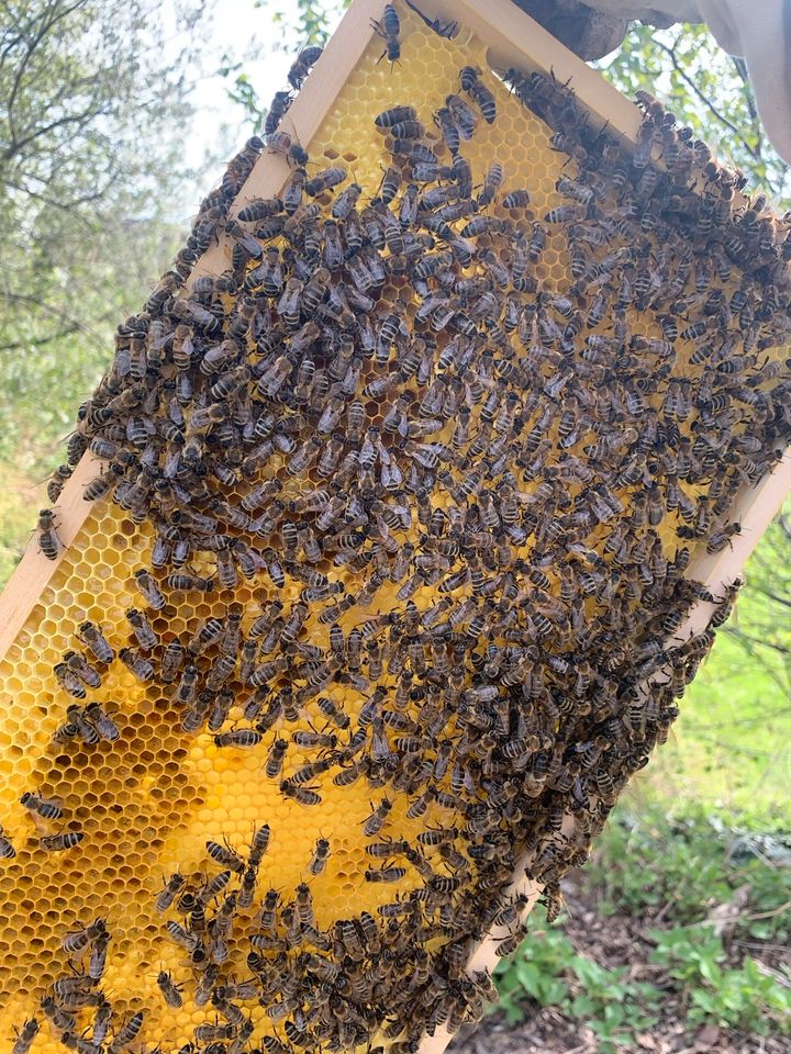 Bienenvölker Bienenvolk in Zusmarshausen