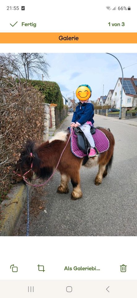 Pony gesucht zum Reiten, Pflegen und Liebhaben in Jettingen-Scheppach