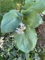 Funkie Hosta Blue Mammuth Pflanzen Stauden aus Bio Naturgarten Nordrhein-Westfalen - Wesel Vorschau