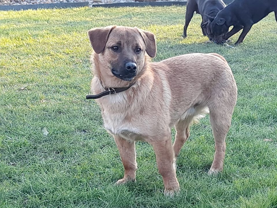 Rudi - 10 Monate - ein freundlicher kleiner Schatz in Dahlenburg