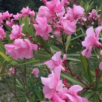 Oleander mit mediterranem Topf kräftig pinkfarben Rheinland-Pfalz - Schifferstadt Vorschau