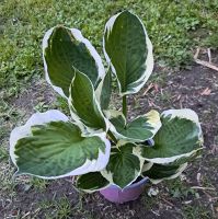 Hosta Funkie Blume Pflanze Garten Staude Bochum - Bochum-Ost Vorschau