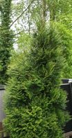 Thuja, ca. 3 m hoch, frisch grün Nordrhein-Westfalen - Castrop-Rauxel Vorschau