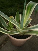 schöne Aloe --Algave, für draußen,gestreift Sachsen - Rammenau Vorschau