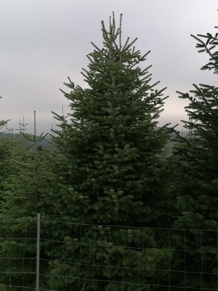 Nordmanntannen ab 2,8 Meter in Selbstwerbung zu verkaufen in Winterberg