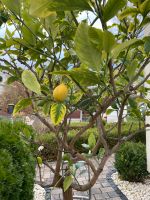 Zitronenbaum ca 2m mit jungen Früchten Hessen - Kassel Vorschau