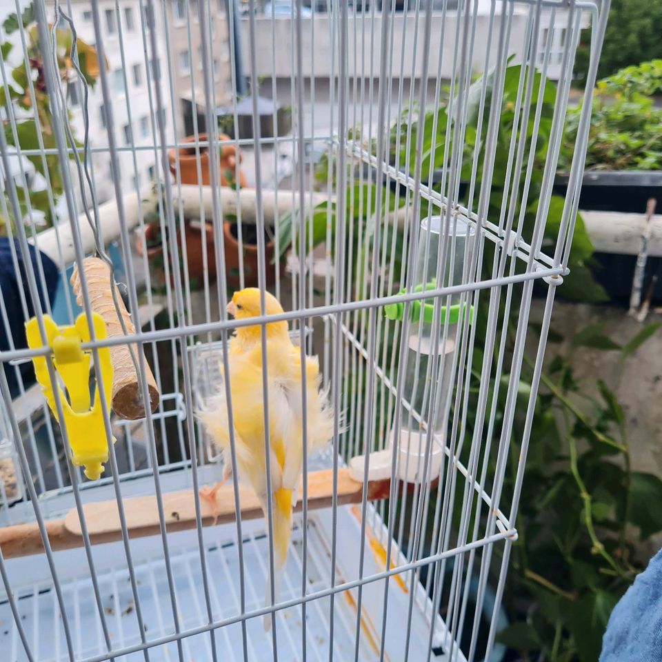 Kanarienvögel Gelb in Remscheid