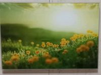 Glasbild, Acrylglas, Wiese, Natur, Blumen Bayern - Zwiesel Vorschau