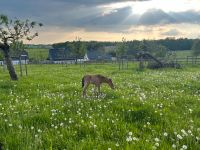 Weideplatz / Sommerweide für Stute mit Fohlen Nordrhein-Westfalen - Nümbrecht Vorschau