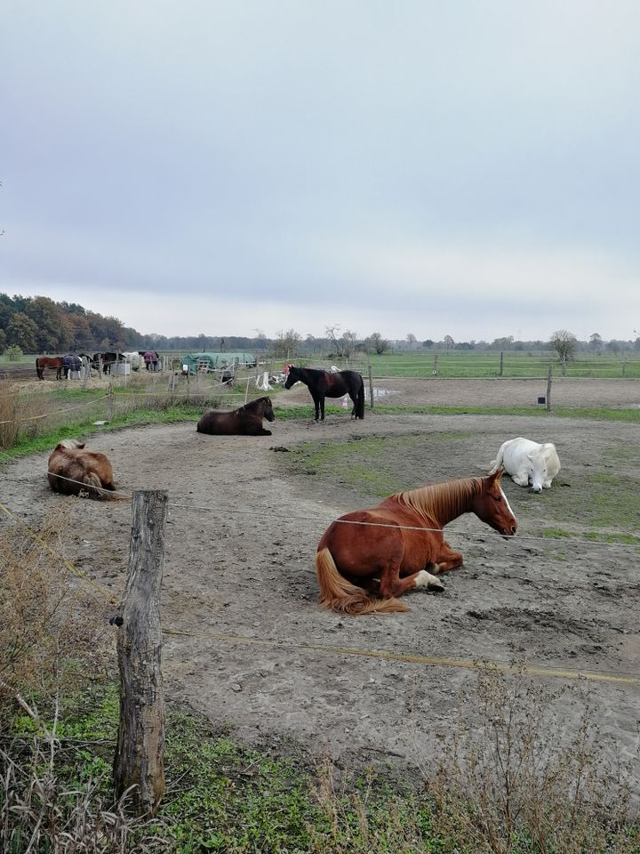 Platz im Offenstall für Stute (Kleinpferd) frei in Stahnsdorf