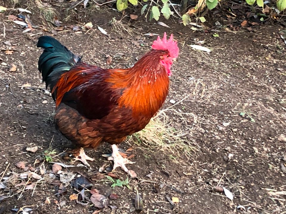 Hahn, 1 Jahr alt in Bobritzsch-Hilbersdorf