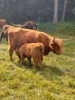 Bio Hochlandkuh mit Kalb Thüringen - Bornhagen Vorschau