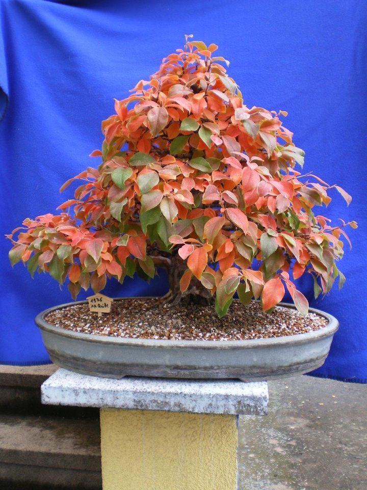 BONSAI-alte japanische Quitte 48 Jahre 66 cm cydonia oblonga in Baunach