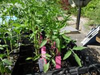Tomatenpflanze grüne Fleischtomate Niedersachsen - Räbke Vorschau