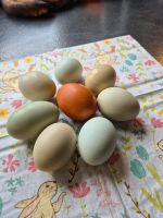 Bunte Eier glücklicher Hühner  keine BE Bayern - Gablingen Vorschau