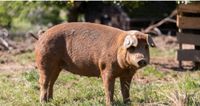 Duroc Schwein Wollschwein Sau Eber Niedersachsen - Bad Bederkesa Vorschau