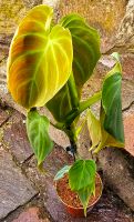 Philodendron Splendid -  M28 R qun Hessen - Obertshausen Vorschau